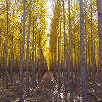 arbres