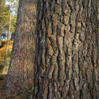 arbre