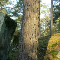 arbre